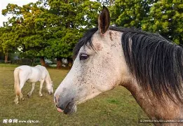 马竞中场坎比萨索加盟维维几经波折